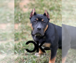 Small #1 American Bully
