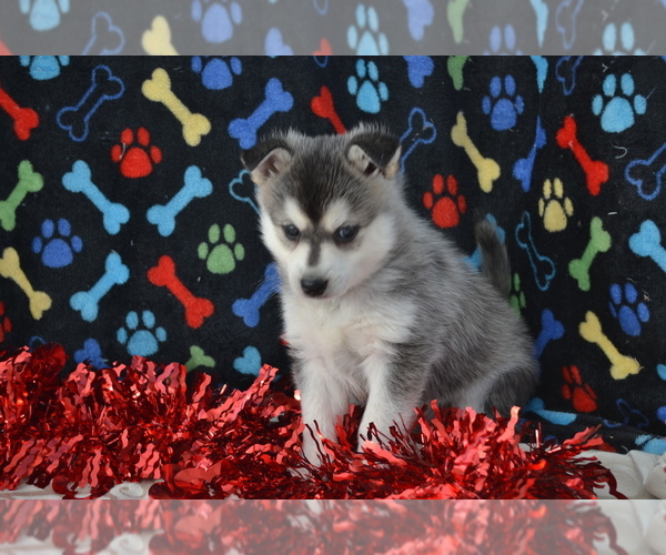 Medium Photo #2 Alaskan Klee Kai Puppy For Sale in GREENWOOD, WI, USA