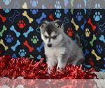 Small #1 Alaskan Klee Kai