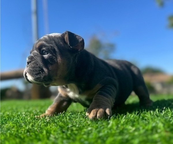 Medium Photo #7 English Bulldog Puppy For Sale in SCOTTSDALE, AZ, USA
