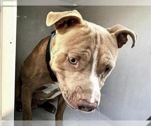 Mutt Dogs for adoption in Houston, TX, USA