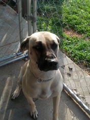 Black Mouth Cur-Unknown Mix Dogs for adoption in BOONES MILL, VA, USA
