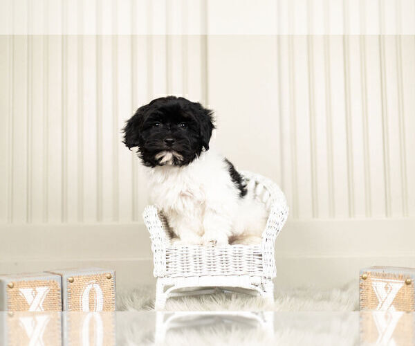 Medium Photo #3 YorkiePoo Puppy For Sale in WARSAW, IN, USA