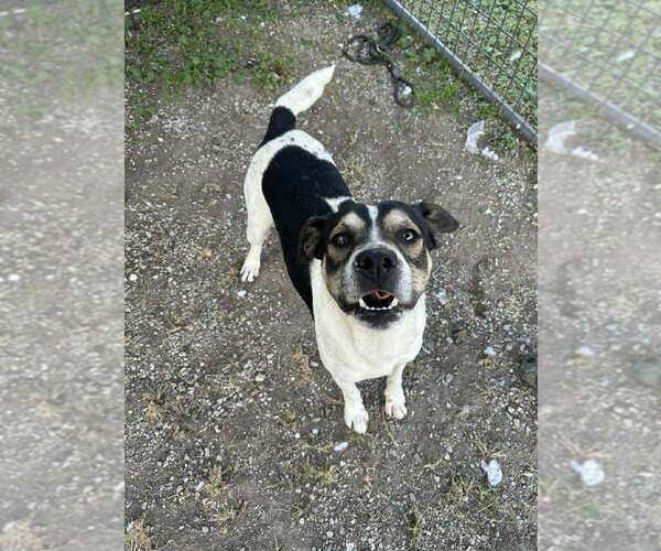 Medium Photo #4 Mutt Puppy For Sale in Abbeville, LA, USA