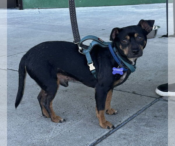 Medium Photo #5 Chipin Puppy For Sale in Newport Beach, CA, USA