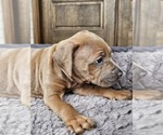 Small #2 Rhodesian Ridgeback