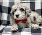 Small Photo #8 Old English Sheepdog-Poodle (Miniature) Mix Puppy For Sale in LAKELAND, FL, USA