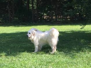 Mother of the Great Pyrenees puppies born on 07/09/2017