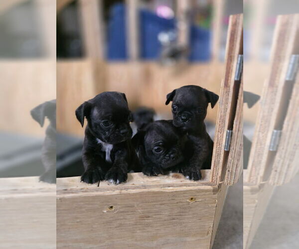 Medium Photo #4 Buggs Puppy For Sale in INDIANAPOLIS, IN, USA