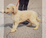 Small Photo #4 Mutt Puppy For Sale in Huntley, IL, USA