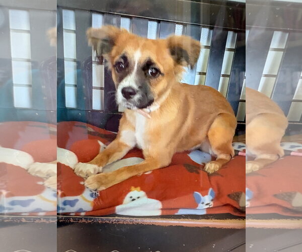 Medium Photo #1 Mutt Puppy For Sale in Amarillo, TX, USA