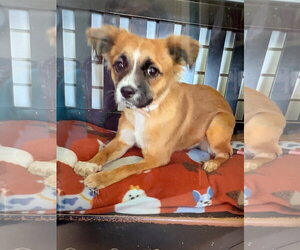 Mutt Dogs for adoption in Amarillo, TX, USA