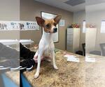 Small #1 Rat Terrier Mix