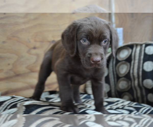 Medium Photo #36 Labrador Retriever Puppy For Sale in GREENWOOD, WI, USA