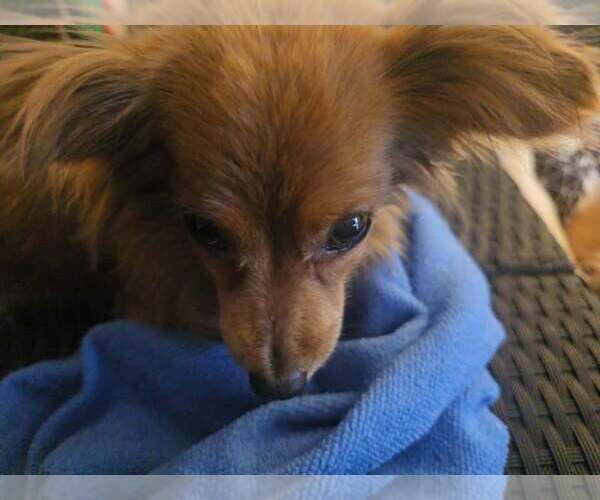 Medium Photo #2 Dachshund Puppy For Sale in York, SC, USA