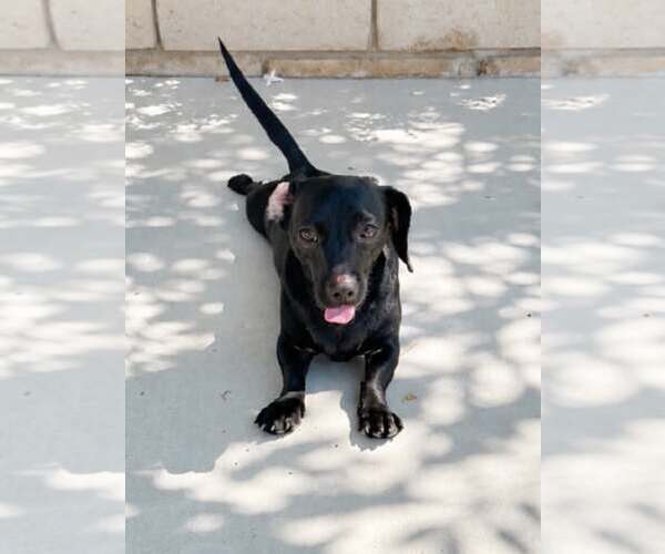 Medium Photo #2 Chiweenie Puppy For Sale in La Verne, CA, USA