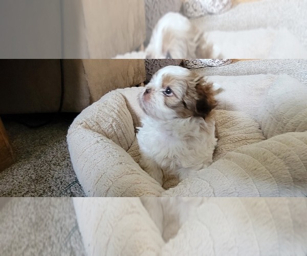 Medium Photo #5 Shih Tzu Puppy For Sale in DENVER, CO, USA