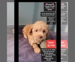 Image preview for Ad Listing. Nickname: Pepper