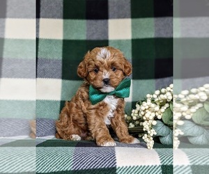 Cavapoo Puppy for sale in NEW HOLLAND, PA, USA