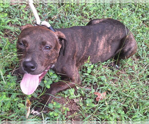 Medium Photo #3 American Pit Bull Terrier-Unknown Mix Puppy For Sale in Wetumpka, AL, USA