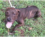 Small #2 American Pit Bull Terrier Mix
