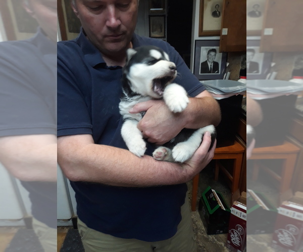 Medium Photo #5 Alaskan Malamute Puppy For Sale in FRESNO, CA, USA