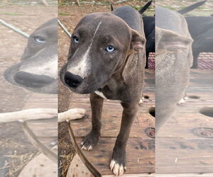 American Staffordshire Terrier-Unknown Mix Dogs for adoption in Tracy City, TN, USA