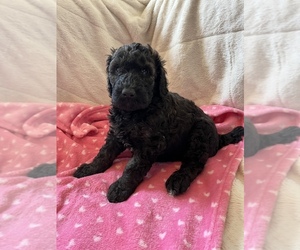 Poodle (Standard) Puppy for Sale in PIQUA, Kansas USA