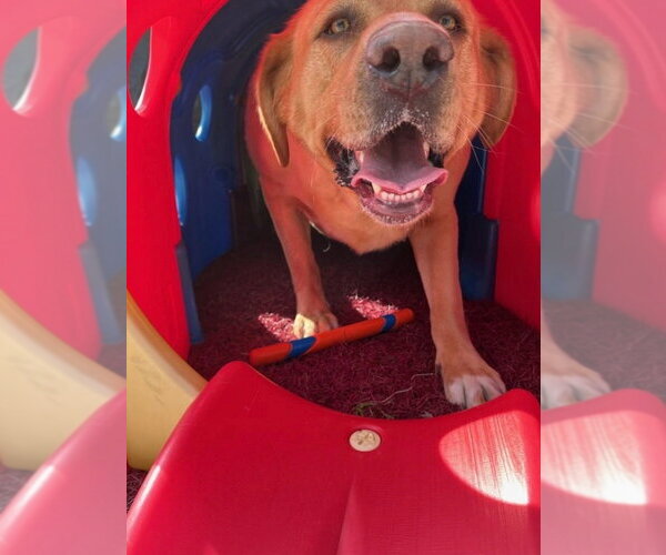 Medium Photo #2 Labrador Retriever-Unknown Mix Puppy For Sale in Aurora, IN, USA