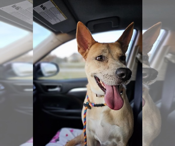 Medium Photo #8 Akita-Unknown Mix Puppy For Sale in McKinney, TX, USA