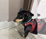 Small #2 German Pinscher