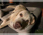 Small #5 Labrador Retriever