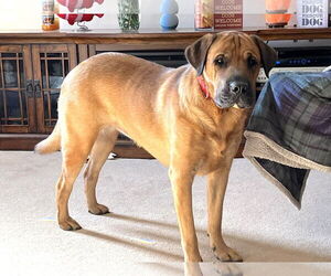 Juliana - Female Mastador Dog for Adoption - Photo #6