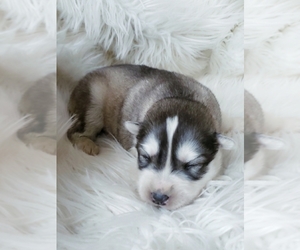 Siberian Husky Puppy for sale in KANSAS CITY, MO, USA