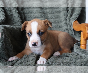 Boxer-Norwegian Elkhound Mix Puppy for sale in SHILOH, OH, USA