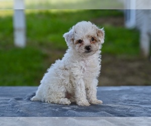 Poodle (Toy) Puppy for sale in MILLERSBURG, OH, USA