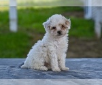 Small Poodle (Toy)