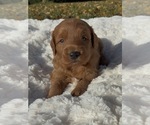 Puppy 1 Goldendoodle (Miniature)