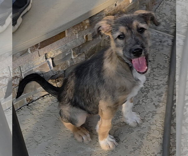 Medium Photo #4 Mutt Puppy For Sale in Katy, TX, USA