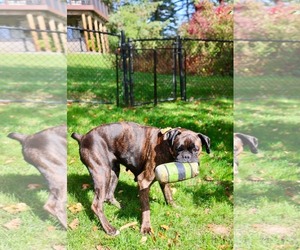 Sandra - Female Boxer Dog for Adoption - Photo #2
