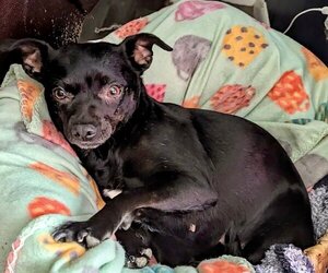 Australian Kelpie-Chihuahua Mix Dogs for adoption in Okolona, MS, USA