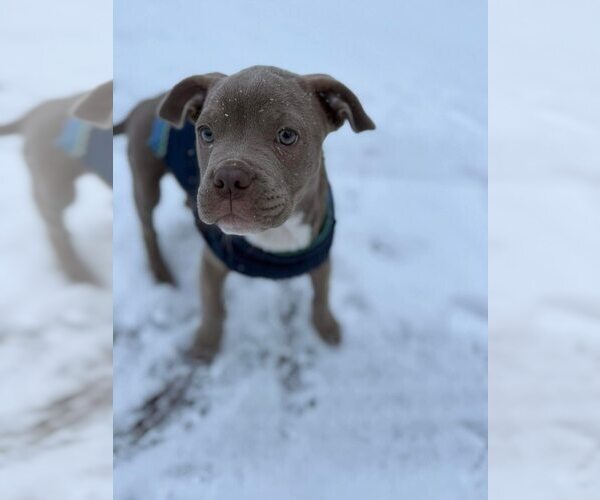 Medium Photo #18 Mutt Puppy For Sale in New York, NY, USA