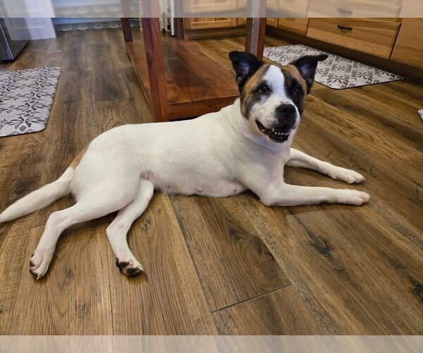 Medium Photo #2 Mutt Puppy For Sale in Germantown, OH, USA