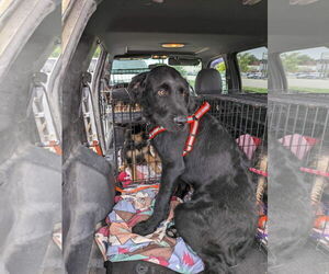 Labrador Retriever-Unknown Mix Dogs for adoption in NEWPORT NH, NH, USA