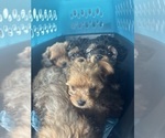 Small #16 Yorkipoo