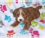 Small Photo #12 Cavapoo-Poodle (Miniature) Mix Puppy For Sale in ORO VALLEY, AZ, USA