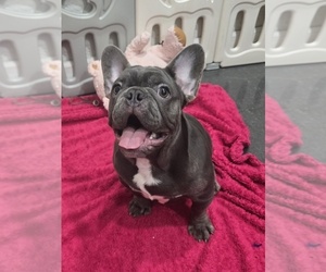 French Bulldog Puppy for sale in NORTH PORT, FL, USA