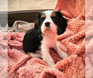 Cavalier King Charles Spaniel Puppy for sale in CORONA, CA, USA