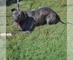 Small #5 American Staffordshire Terrier-Boxer Mix