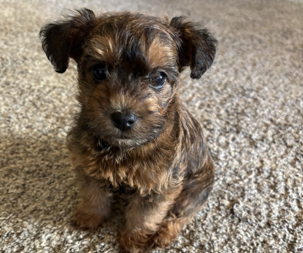 Medium Photo #3 Poocan Puppy For Sale in FAIR OAKS, CA, USA